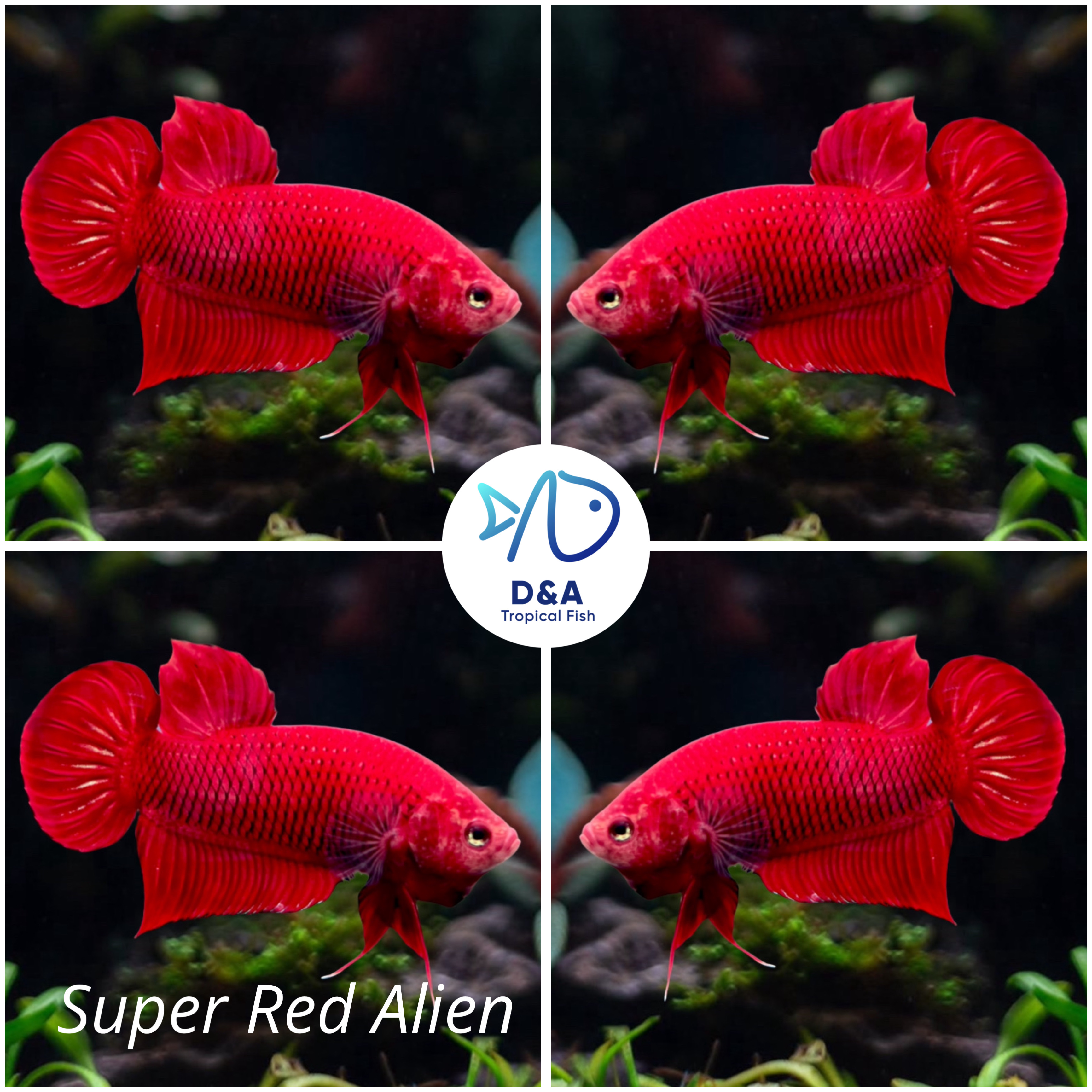 1 Male - Live Betta Fish High Quality - Wild Betta Super Red Alien