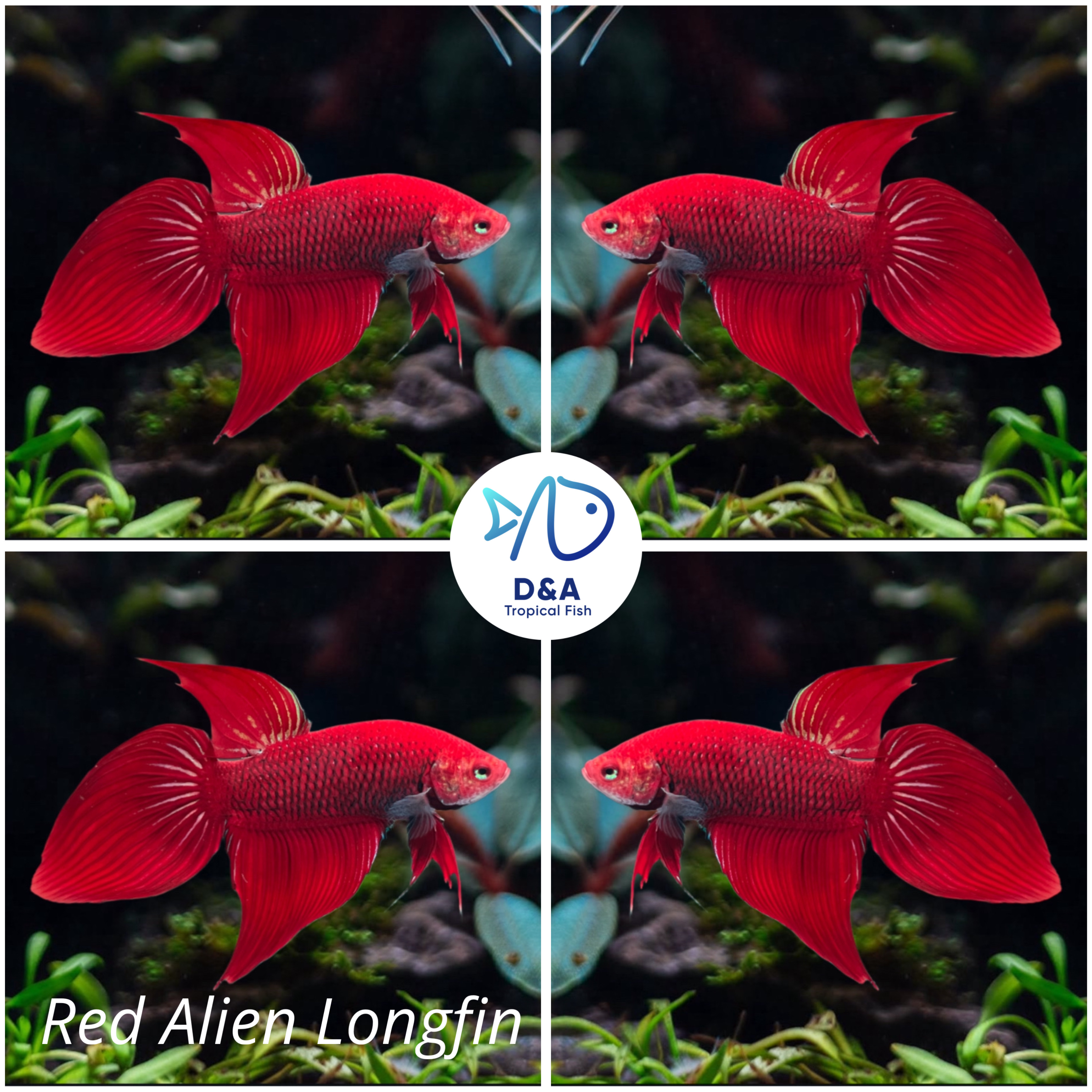 1 Male - Live Betta Fish High Quality - Wild Betta Super Red Alien