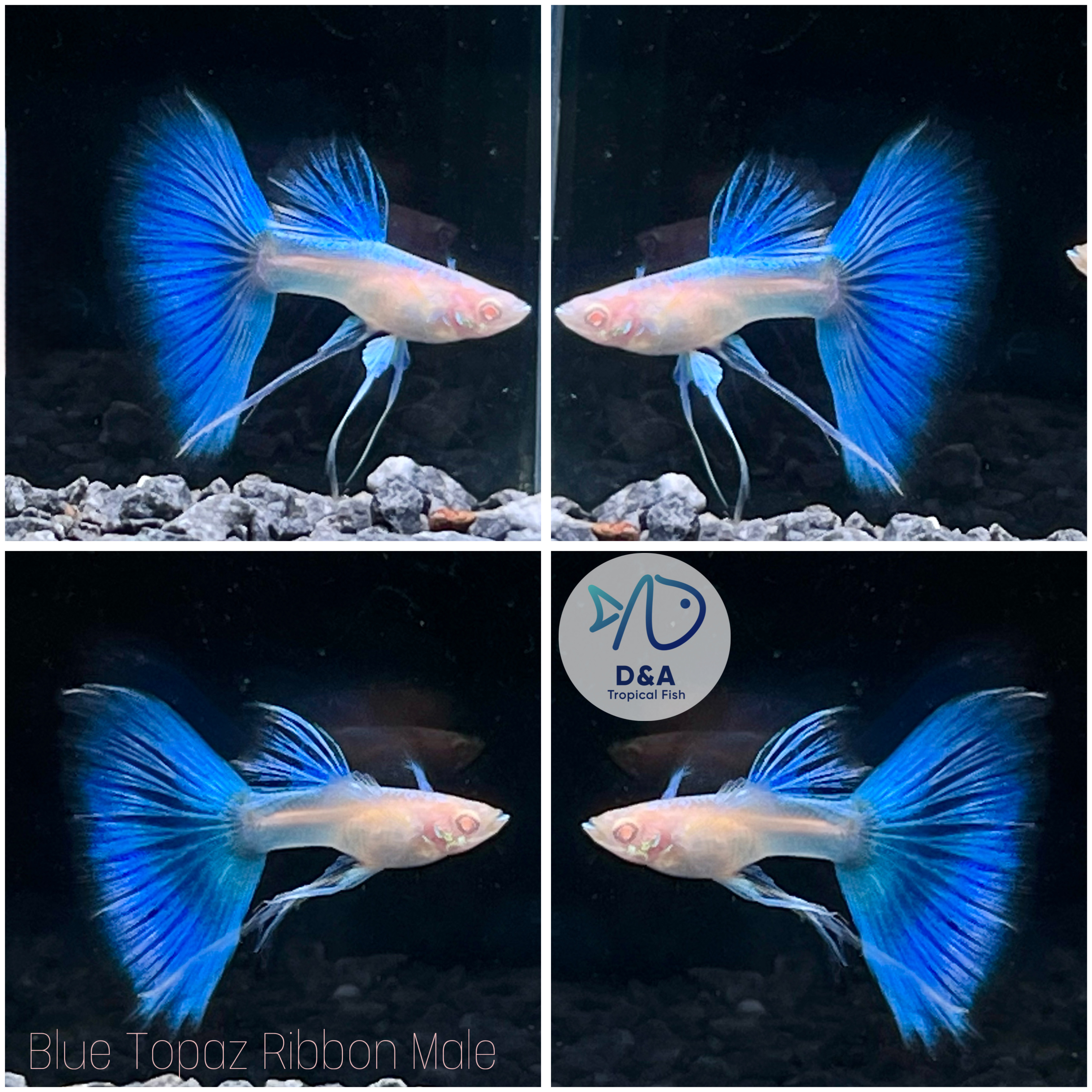 Aquarium Guppy Fish - Abino Blue Topaz Ribbons Fin C - USA Seller