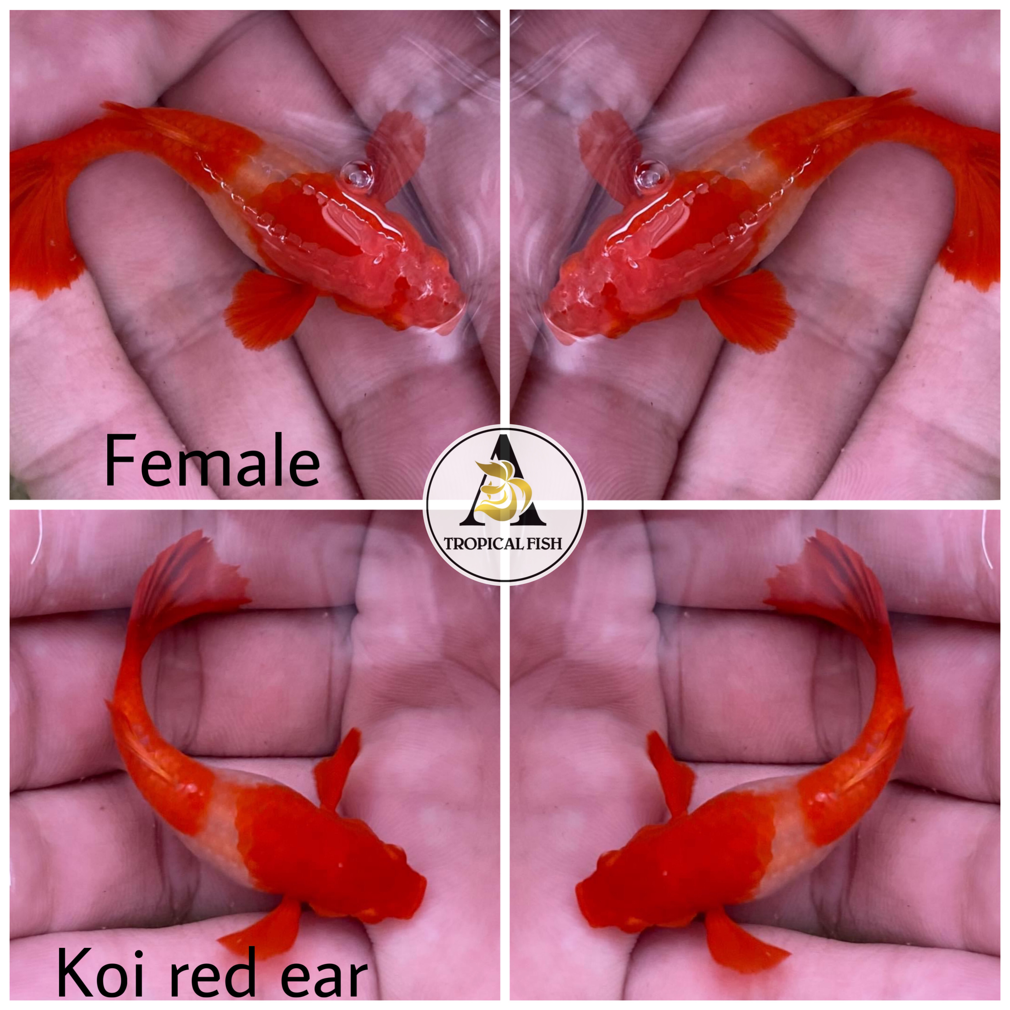 ABINO Koi Red Ear - Guppy