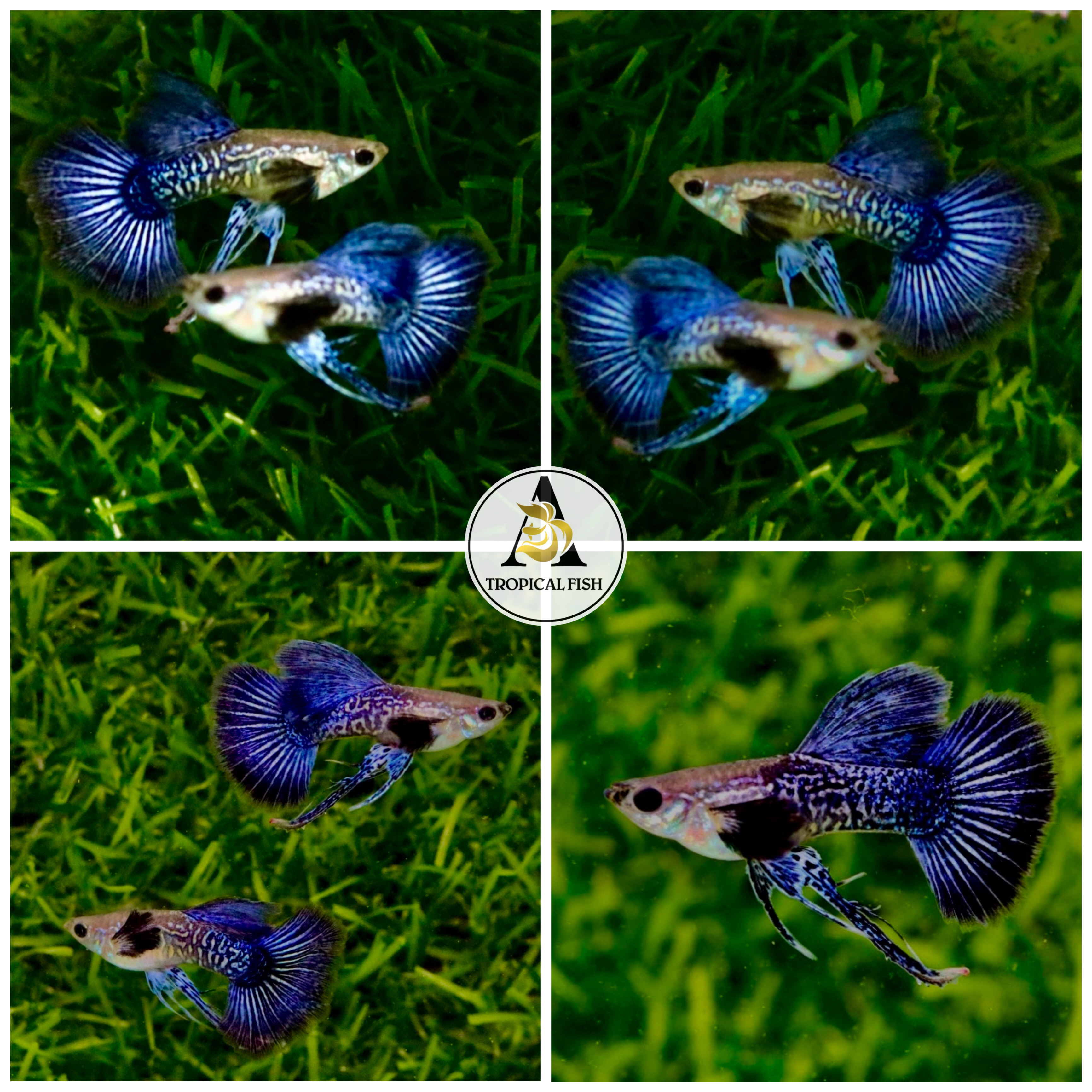 Blue Dragon Indo Ribbons - Guppy
