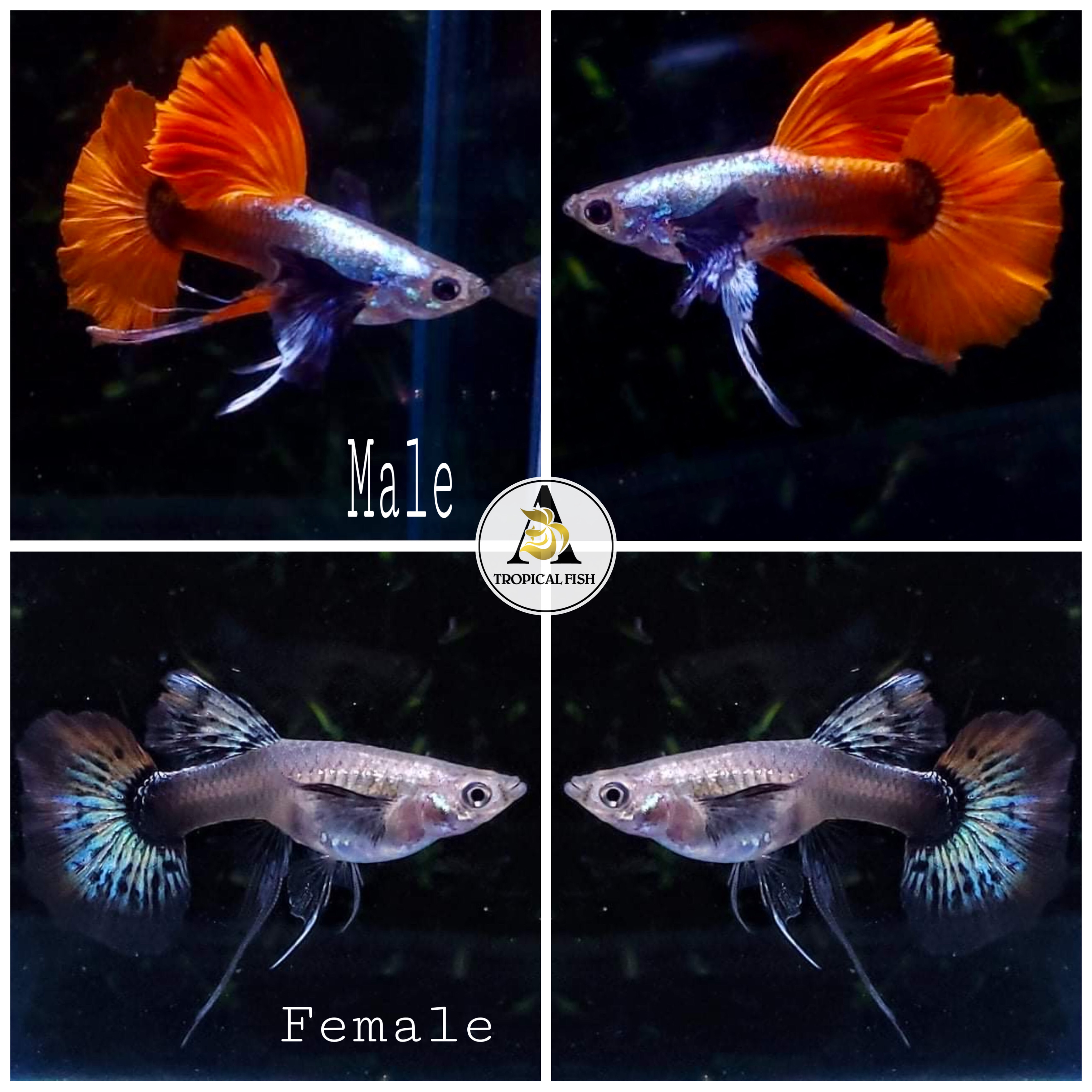 Dumbo Red Tail Ribbons Shark Fin  - Guppy