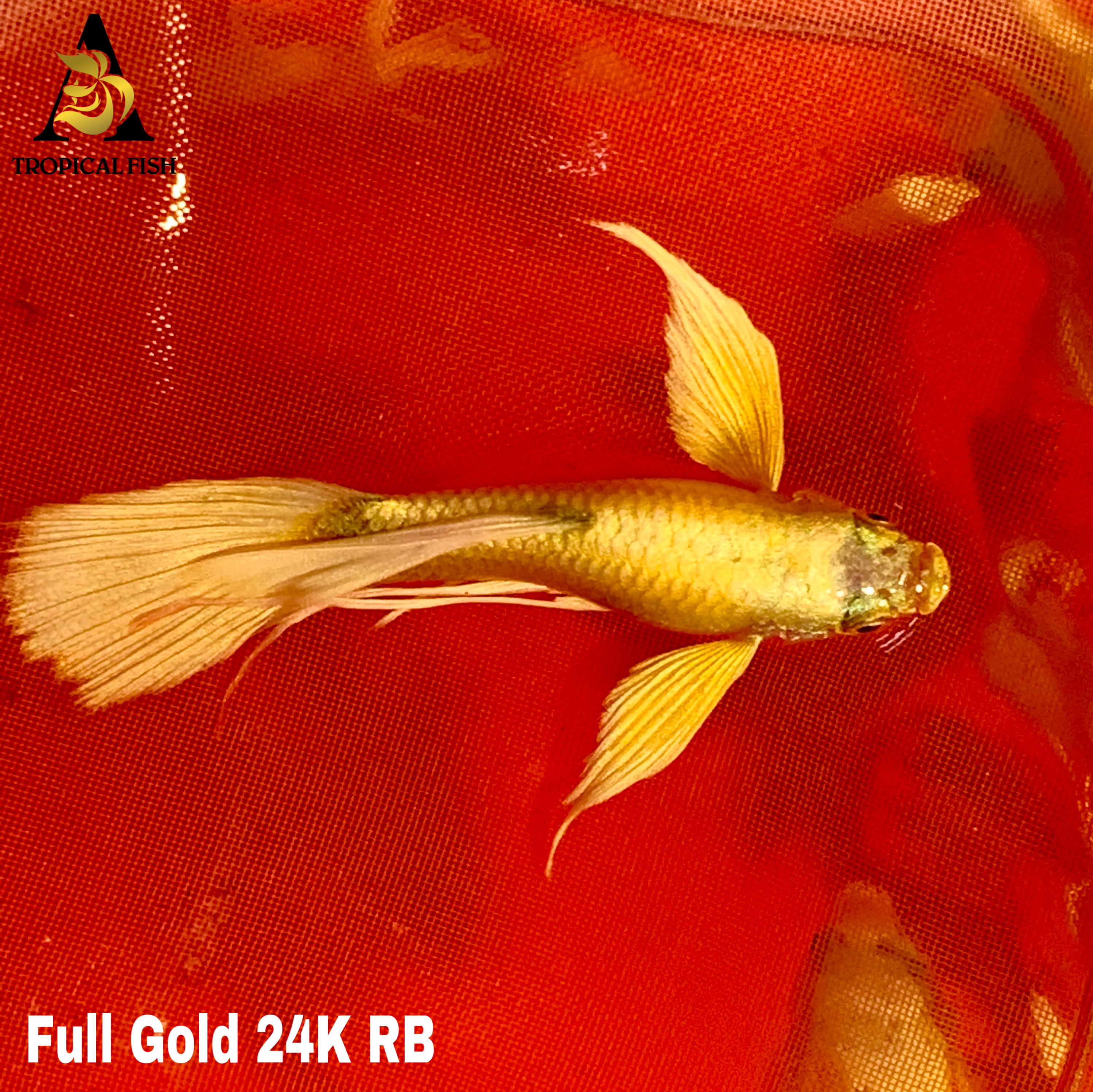 Full Gold 24K Ribbons - Guppy