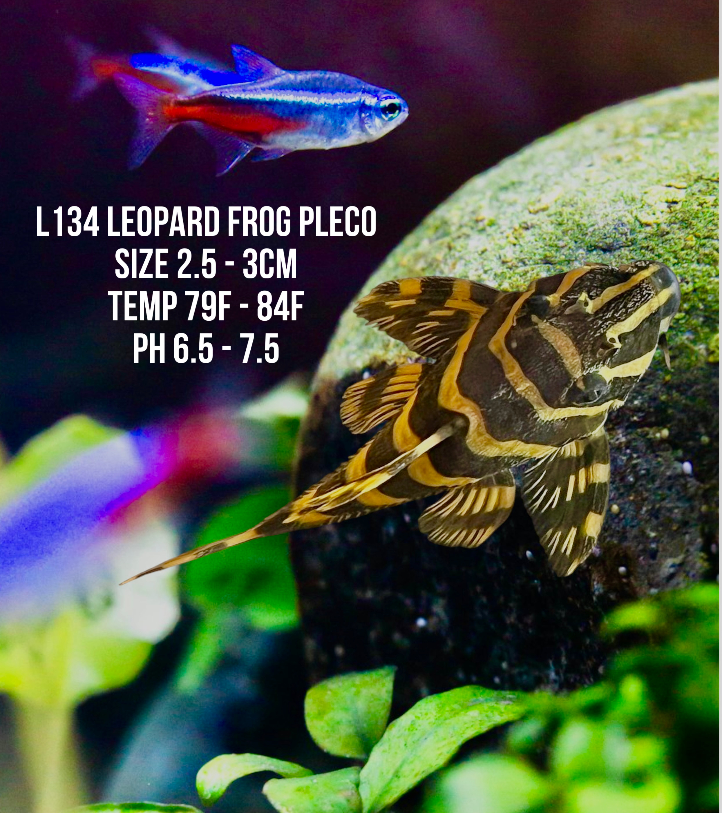 L134 - Leopard Frog Pleco