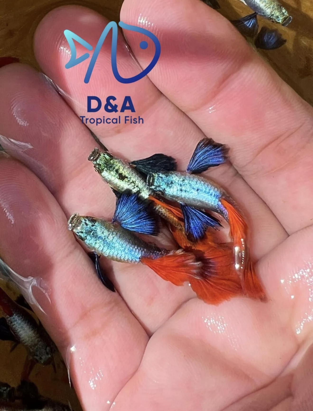 Live Aquarium Guppy Fish High Quality - Dumbo Red Tai Halfmoon - USA Seller