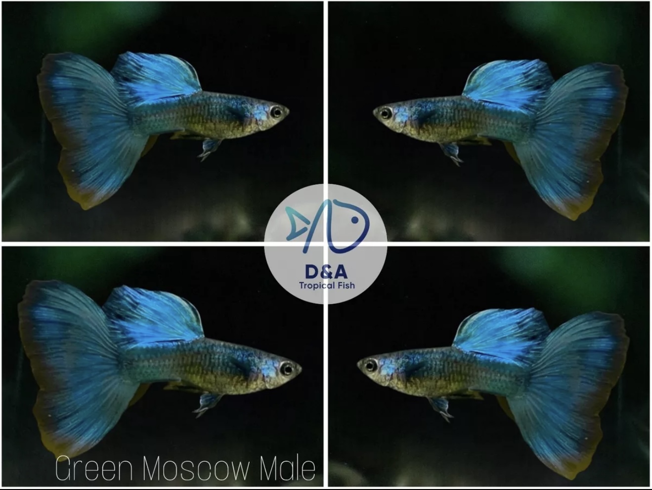 Live aquarium Guppy Fish High Quality - Green Moscow - USA Seller