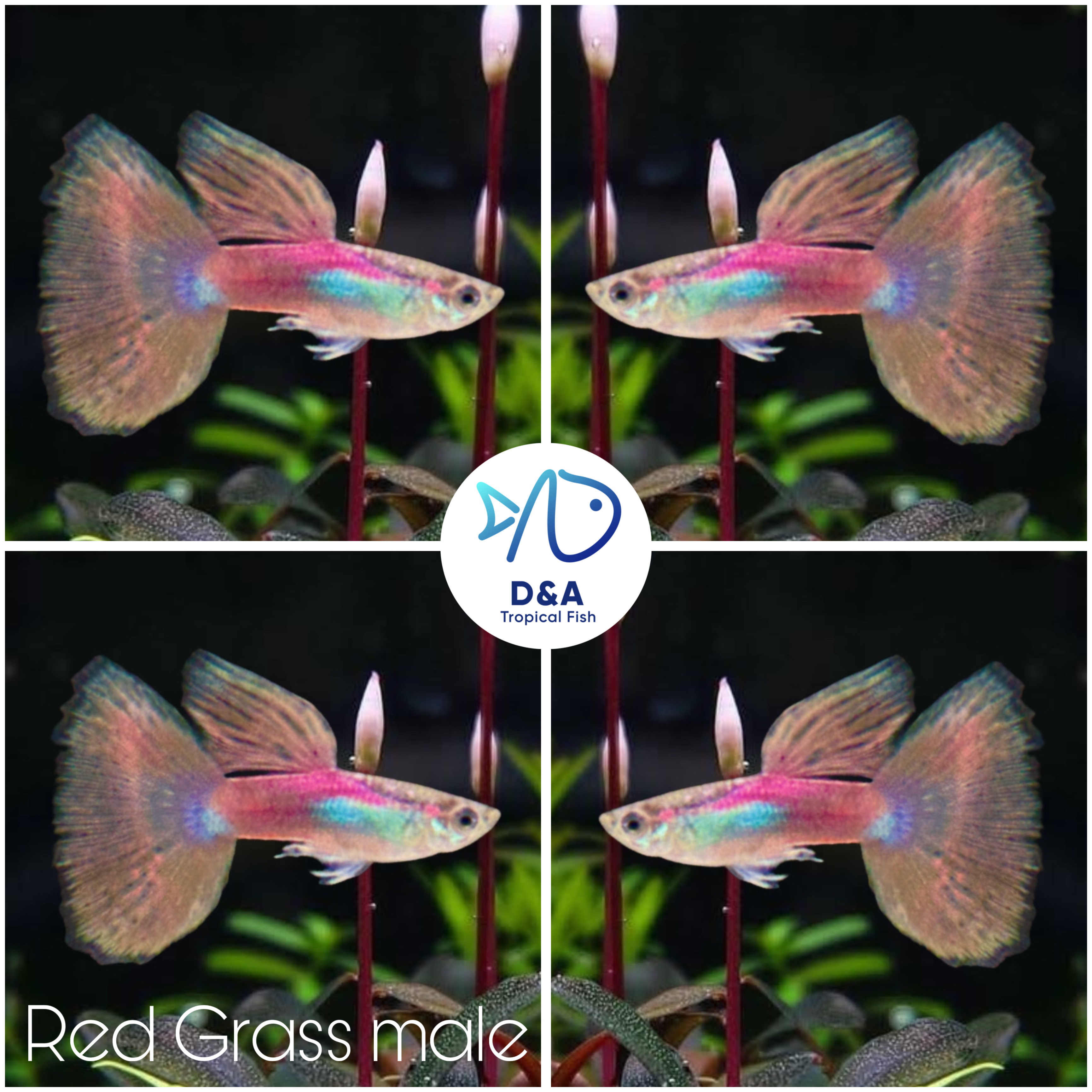 Live Aquarium Guppy Fish High Quality - Pink Grass Big Dorsal - USA Seller