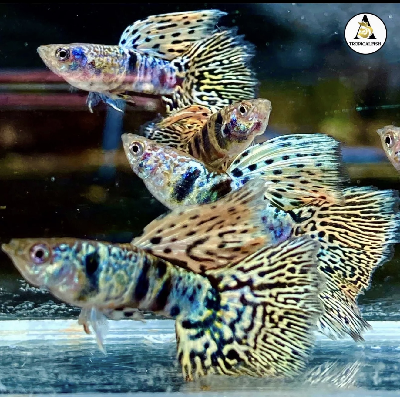 Live Aquarium Guppy Fish High Quality - Tiger King Cobra - USA Seller