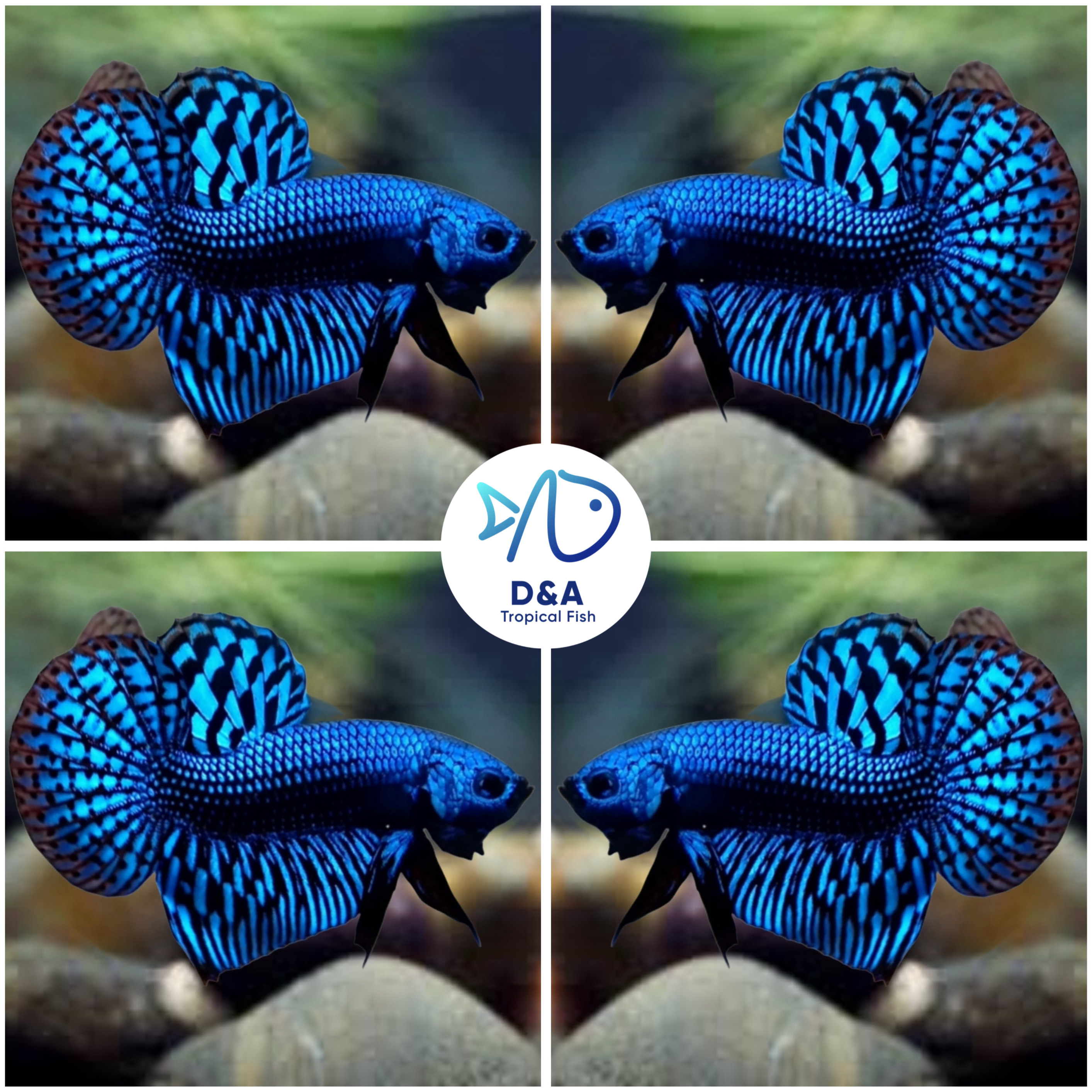 Live Betta Fish High Quality Wild Betta Male Alien Blue