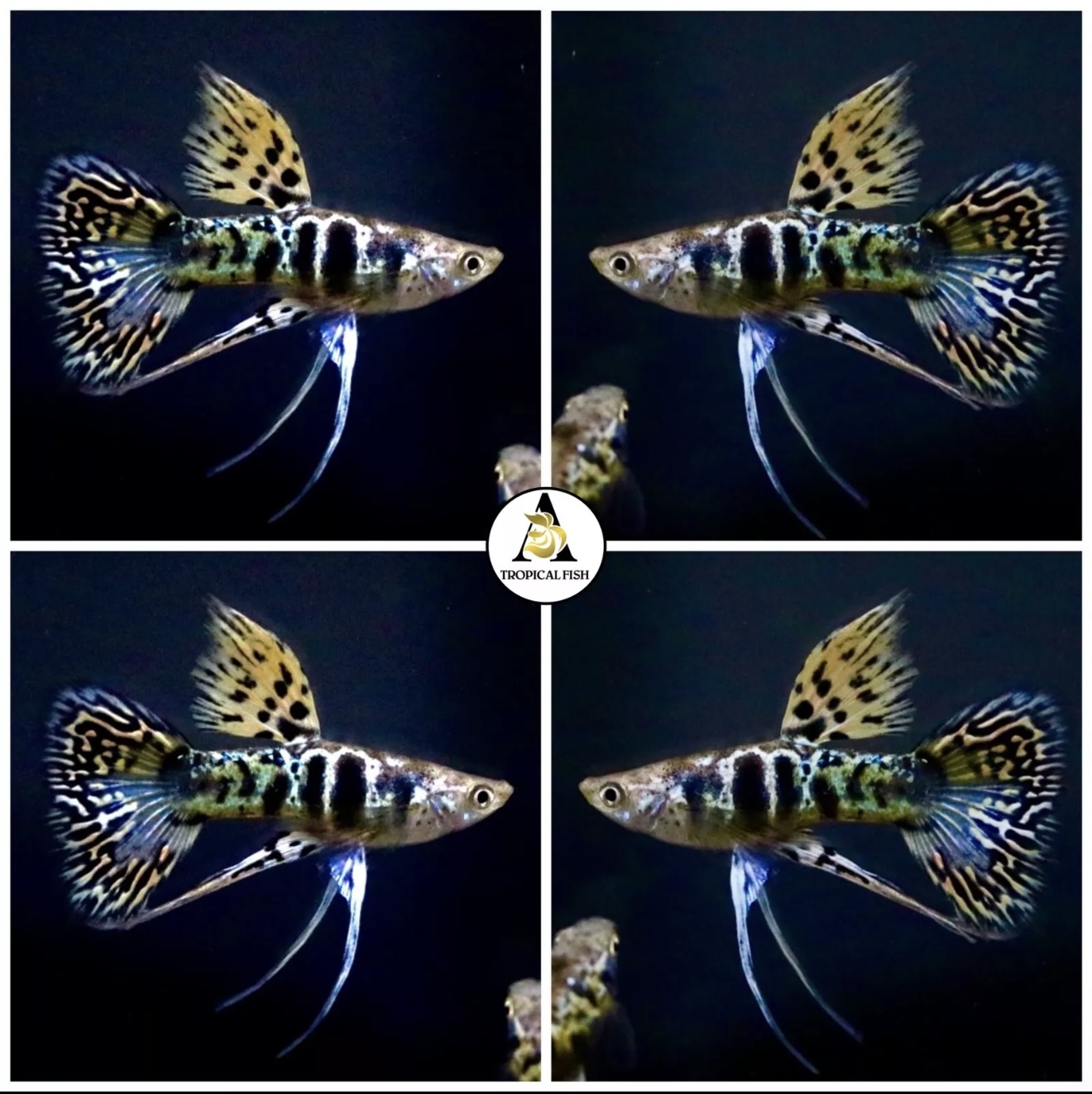 Guppy Fish - Yellow Tiger King Cobra Ribbon - USA Seller