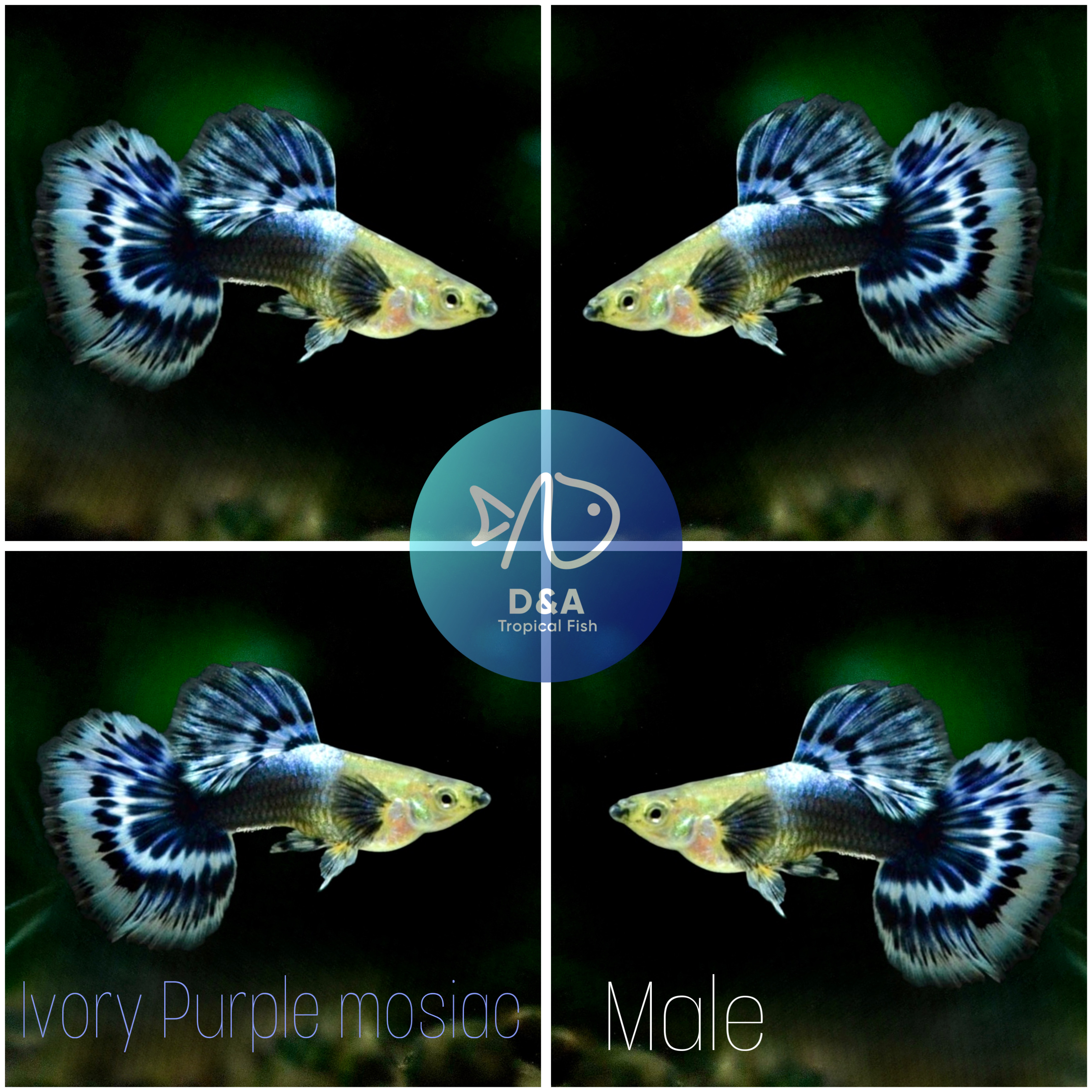 D A TROPICAL FISH