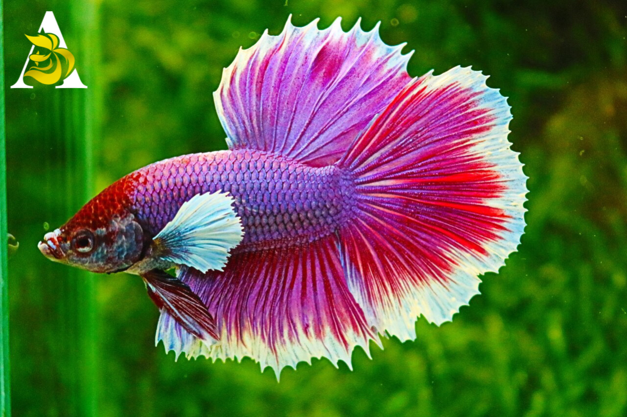 D&A TROPICAL FISH