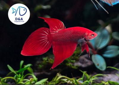 1 Male - Live Betta Fish High Quality - Wild Betta Super Red Alien