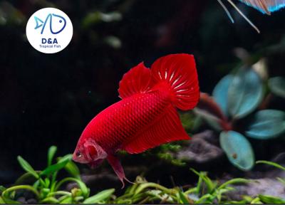 1 Male - Live Betta Fish High Quality - Wild Betta Super Red Alien