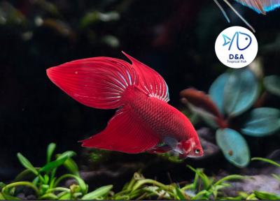 1 Male - Live Betta Fish High Quality - Wild Betta Super Red Alien