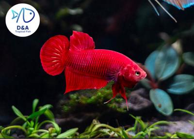 1 Male - Live Betta Fish High Quality - Wild Betta Super Red Alien