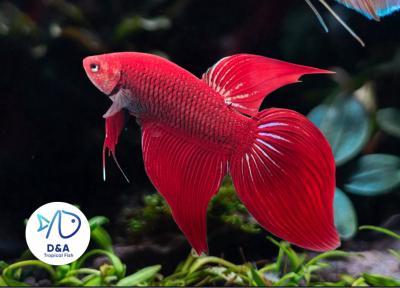 1 Male - Live Betta Fish High Quality - Wild Betta Super Red Alien