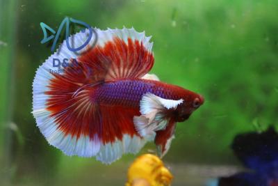 1 Male Live Betta Lavender Dumbo Halfmoon