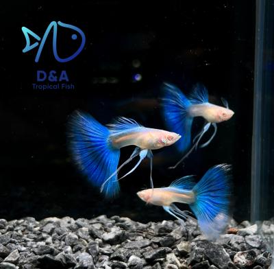 Abino Blue Topaz Ribbons Fin C Guppy