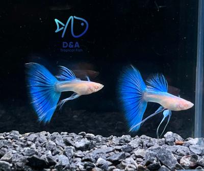 Abino Blue Topaz Ribbons Fin C Guppy