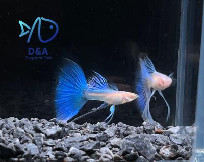 Abino Blue Topaz Ribbons Fin C Guppy