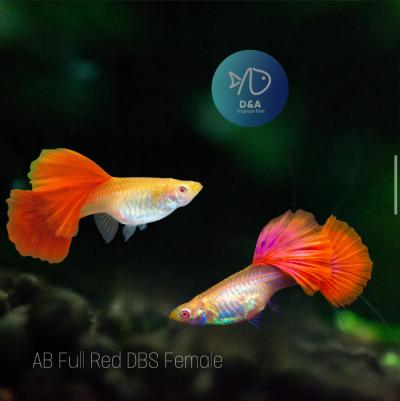 Abino Full Red, Big Dorsal Guppy