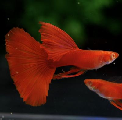 Abino Full Red Ribbons Guppy