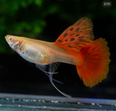 Abino Full Red Ribbons Guppy