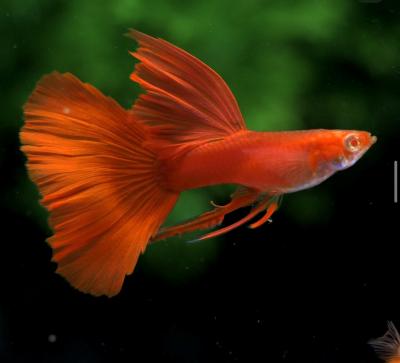 Abino Full Red Ribbons Guppy