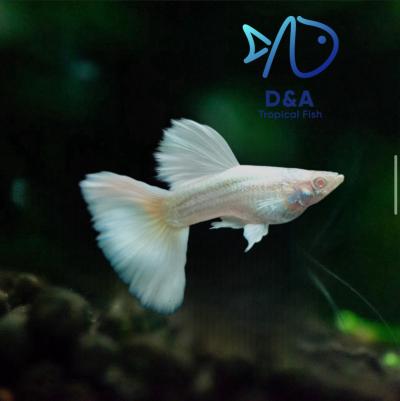 Aquarium Guppy Fish High quality - Abino Platinum - USA Seller