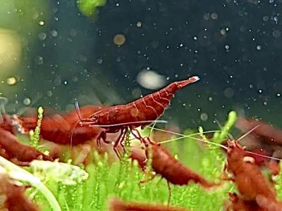 Dark Bloody Neocaridina Shrimp - High Grade