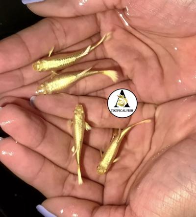 Aquarium Guppy Fish high Quality - Full Gold 24K - USA Seller