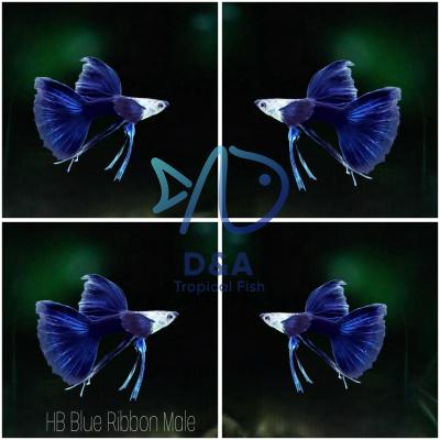 Half Black Blue Ribbons Fin C - Guppy