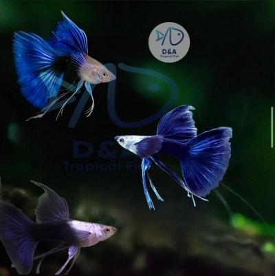 Aquarium Guppy Fish High Quality - Half Black Blue Ribbons Fin C - USA Seller