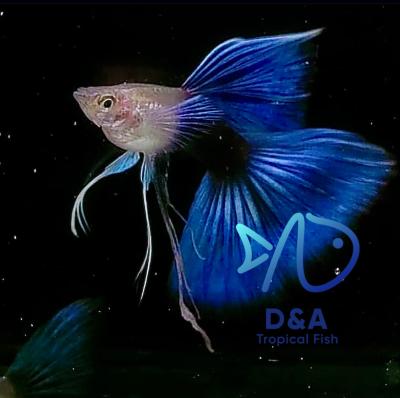 Aquarium Guppy Fish High Quality - Half Black Blue Ribbons Fin C - USA Seller