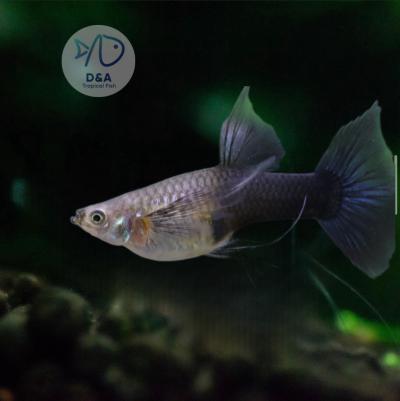 Aquarium Guppy Fish High Quality - Half Black Blue Ribbons Fin C - USA Seller