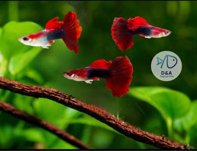 Aquarium Guppy Fish High Quality - Half Black Flower Red Rose - USA Seller