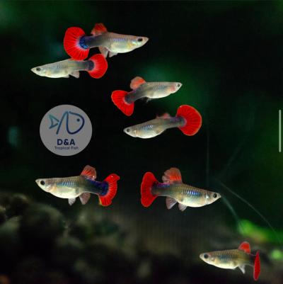 Aquarium Guppy Fish High Quality - Half Black Flower Red Rose - USA Seller