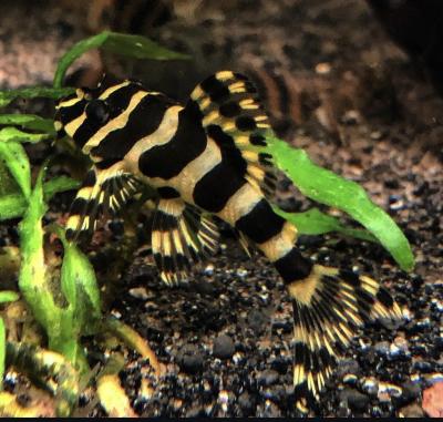 L134 - Leopard Frog Pleco