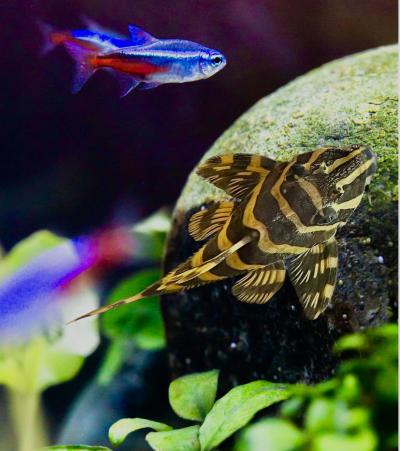 L134 - Leopard Frog Pleco