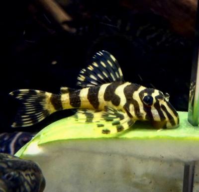 L134 - Leopard Frog Pleco