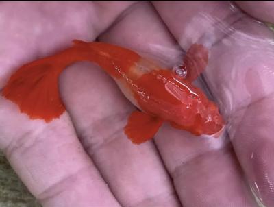 Live Aquarium Guppy Fish - ABINO Koi Red Ear - USA Seller