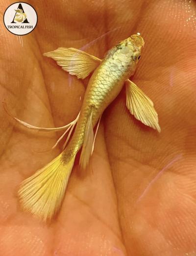 Aquarium Guppy Fish - Full Gold 24K Full Ears Ribbons - USA Seller