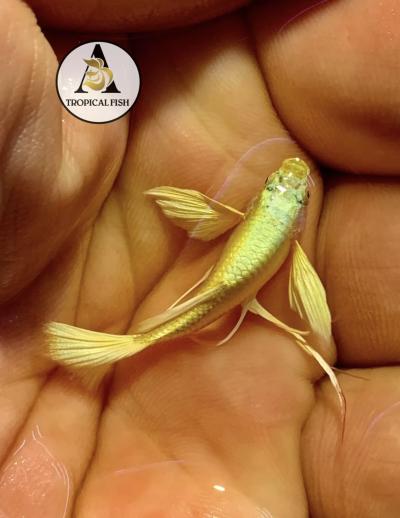 Aquarium Guppy Fish - Full Gold 24K Full Ears Ribbons - USA Seller