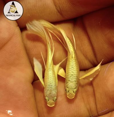 Live Aquarium Guppy Fish - Full Gold 24K Full Ears Ribbons - USA Seller