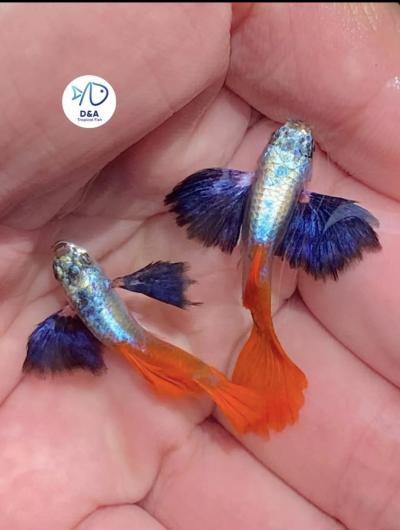 Aquarium Guppy Fish High Quality - Dumbo Red Tai Halfmoon - USA Seller