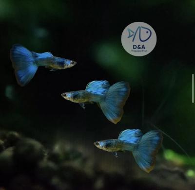 aquarium Guppy Fish High Quality - Green Moscow - USA Seller