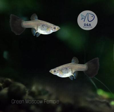 aquarium Guppy Fish High Quality - Green Moscow - USA Seller