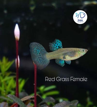 Aquarium Guppy Fish High Quality - Pink Grass Big Dorsal - USA Seller