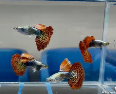 Aquarium Guppy Fish High Quality - Red Dragon Big Dorsal Halfmoon - USA Seller